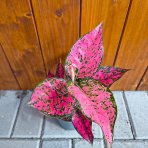 Aglaonéma (Aglanoema) ´SPICY PINK’ - výška 20-25 cm, kont. C1L